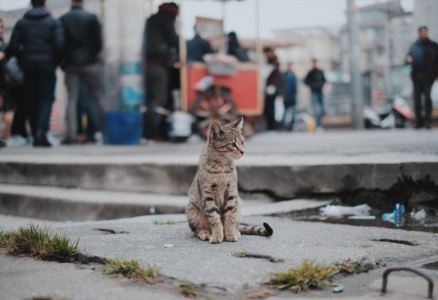 Sokak Hayvanlarının Güvenliği: Ne Kadar Farkındayız?