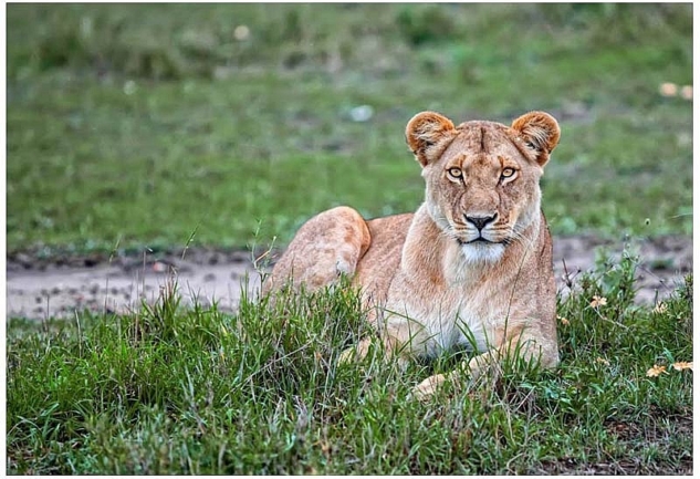 Masai Mara: Doğal Vahşi Yaşamın En Güzel Barınaklarından