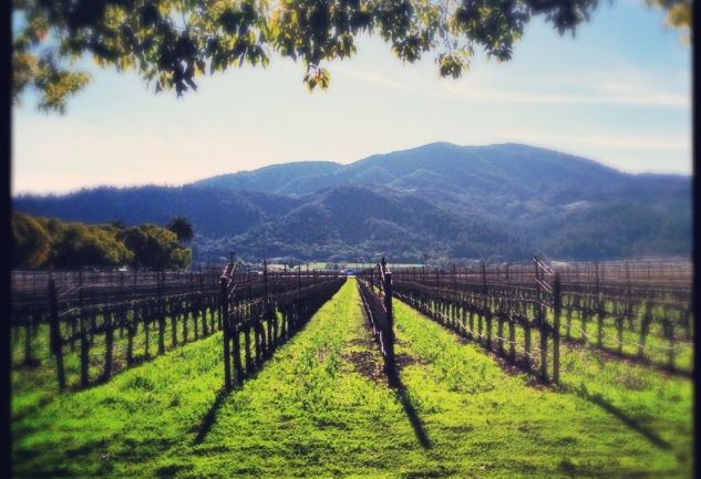 California Şaraplarının Kalbi: Napa Vadisi
