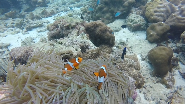 Phi Phi Adası: Nemo’nun Peşinde Keşif Dolu Bir Yolculuk