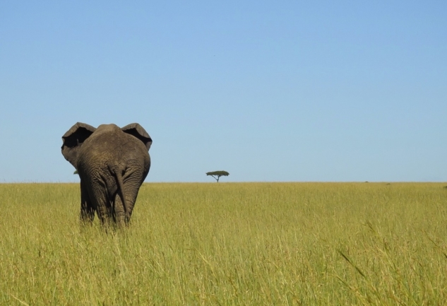 Serengeti: Büyük Göç Zamanı Eşsiz Bir Safari Deneyimi